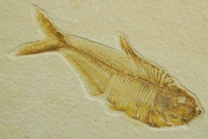 Detailed Fossil Fish (Diplomystus) - Wyoming #363918